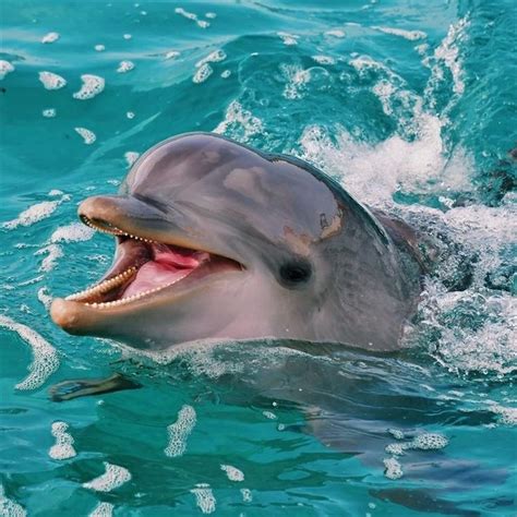 Pin By Vivian Malcolm On Dolfijnen Dolphin Photos Beautiful Sea
