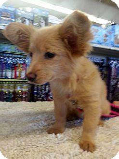 Learn more about valley dogs in gilbert, az, and search the available pets they have up for adoption on petfinder. Gilbert, AZ - Papillon/Dachshund Mix. Meet Penny a Puppy ...