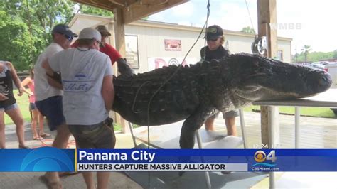 massive gator captured killed in panhandle youtube