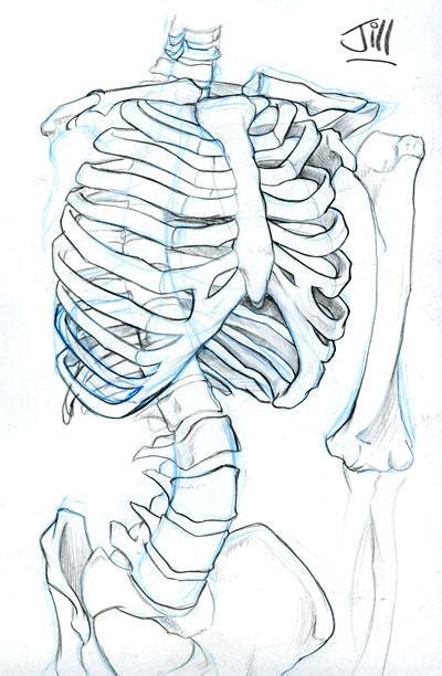 Skeleton Torso By Jilljohansen On Deviantart