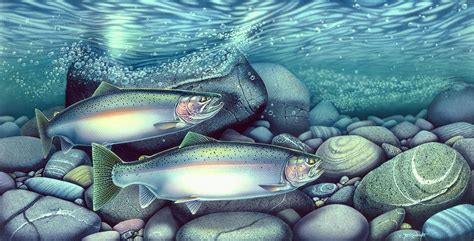 Spawning Steelhead Trout Painting By Jq Licensing Fine Art America