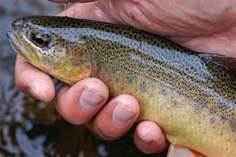 The Plight Of The Gila Trout Hatch Magazine Xpert Fly Fisher