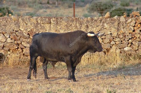 Profile Of Fighting Bull — Stock Photo © Juangaunion 42766935