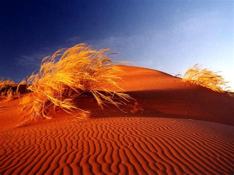 Dunes Africa Deserts Desert 720p Bushes Namib Sand Hd Wallpaper