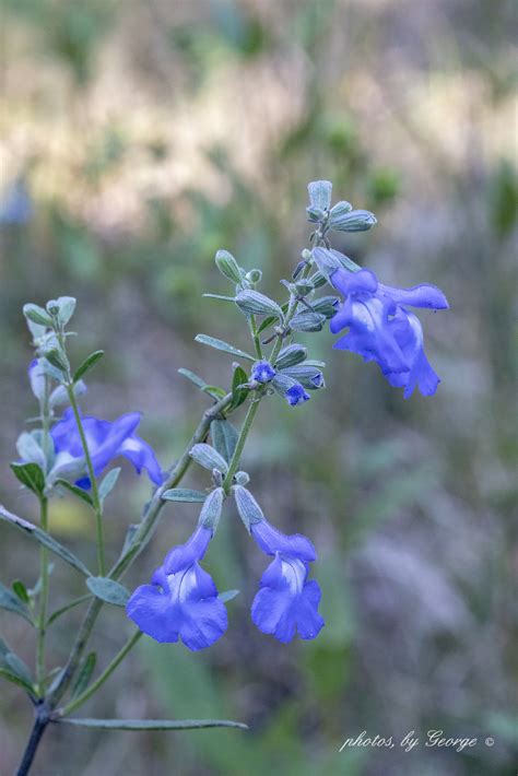 Whats Blooming Now Blue Sage Salvia Azurea