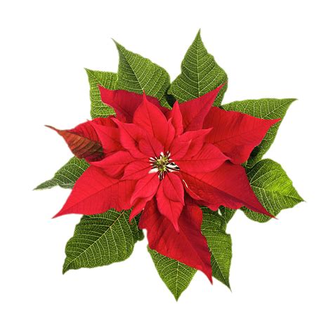 Poinsettia Png 10 Free Cliparts Download Images On Clipground 2024