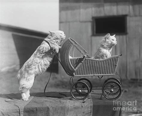 Cat Pushing Cat In Baby Carriage By Bettmann
