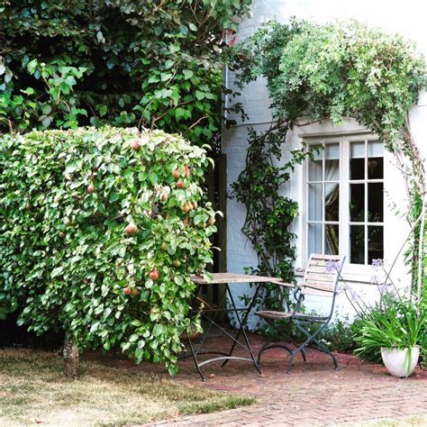 We did not find results for: Espaliered fruit trees - the perfect solution for small ...