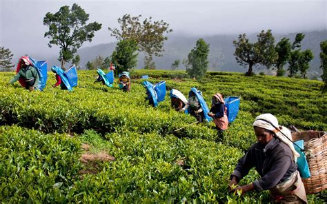 Farming Pure Ceylon Tea Sri Lanka Loose Assam Variety