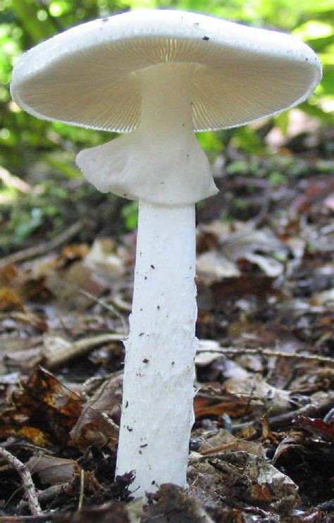Photos Of Honey Mushrooms And Gyms From West Virginia Mushroom