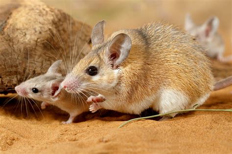 African Spiny Mouse Adaptations Behavior And Habitat Britannica
