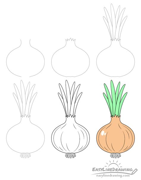 How To Draw An Onion Step By Step Easylinedrawing