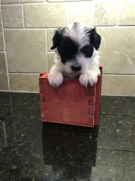 Puppyspot.com has been visited by 100k+ users in the past month Coton De Tulear Puppies For Sale | Winston-Salem, NC #251483