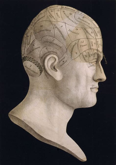 Phrenology History Theory And Pseudoscience Brain Art Poster Art