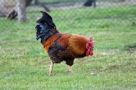Cock Rooster Chicken Free Photo On Pixabay Pixabay
