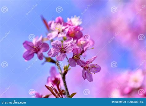 Close Up Pink Sakura Blossom Beautiful Pink Flowers Or King Tiger Tree