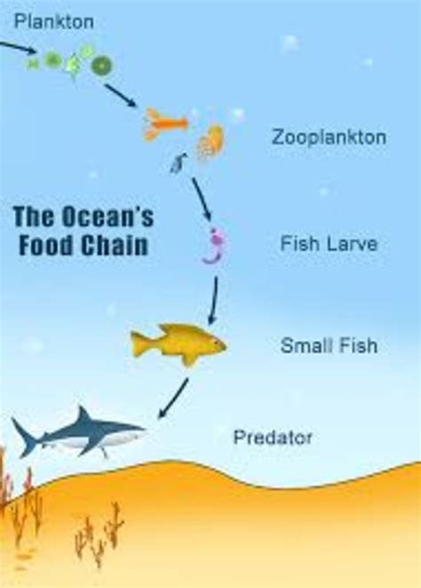 Food Chain Of The Sea