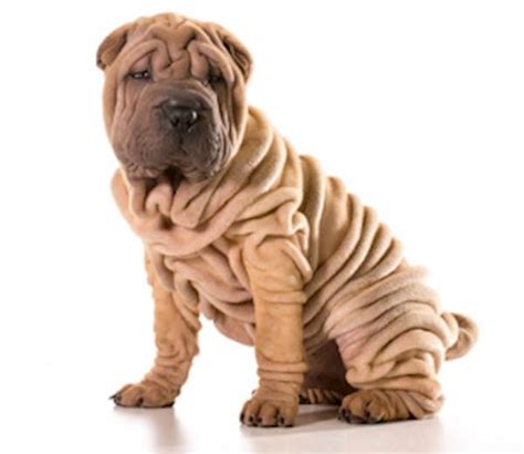 All About The Shar Pei Dog Breed Petcarerx