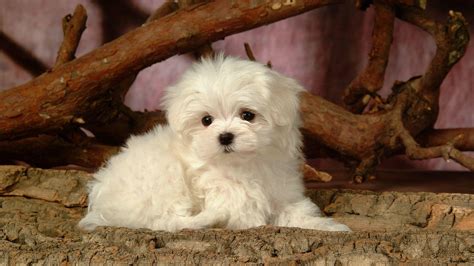 Fluffy Dogs Wallpapers Wallpaper Cave