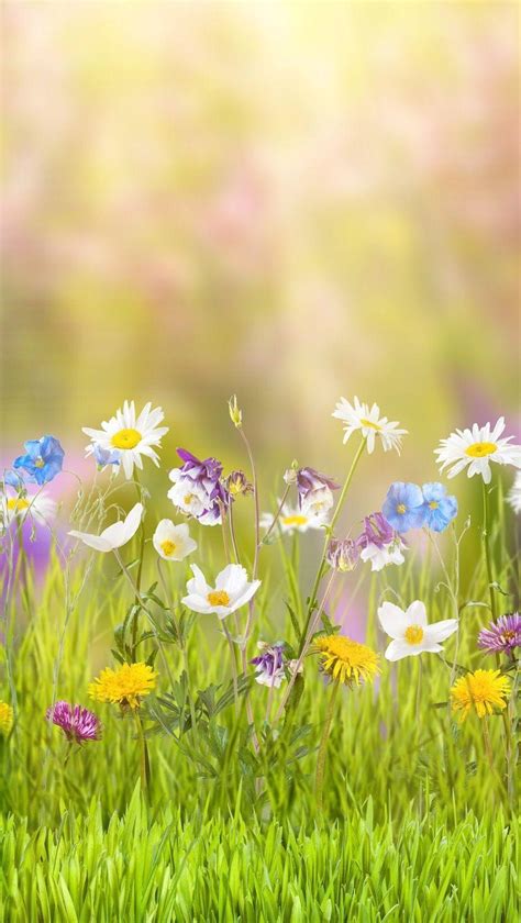 Flower Meadow Wallpapers Top Free Flower Meadow Backgrounds