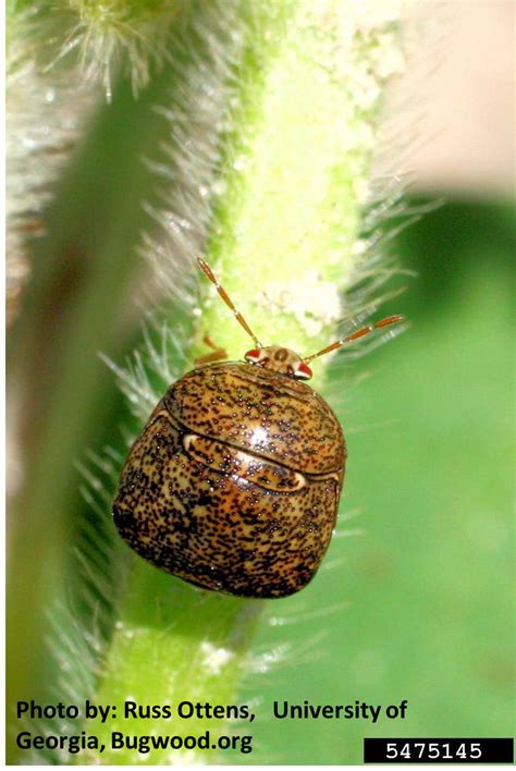 Kudzu Bug In The Region — Plant And Pest Advisory