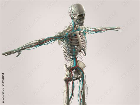 Human Anatomy Showing Face Head Shoulders And Torso Bone Structure