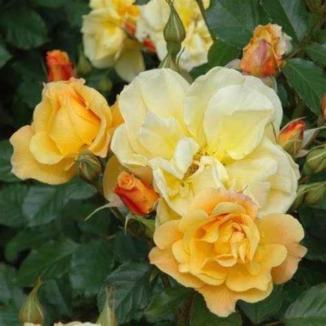 Autumn Sunset Rose 1600 Rosen Online Kaufen