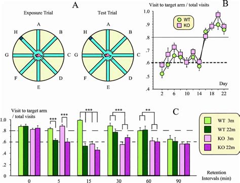 Spatial Working Memory Task A Schematic Representation Of The