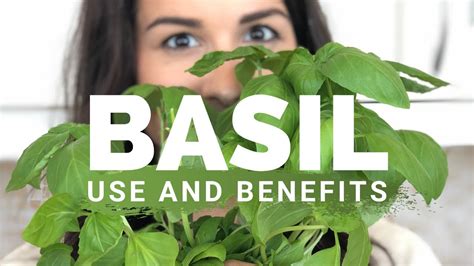 Health Benefits Of Basil How To Use Basil Youtube