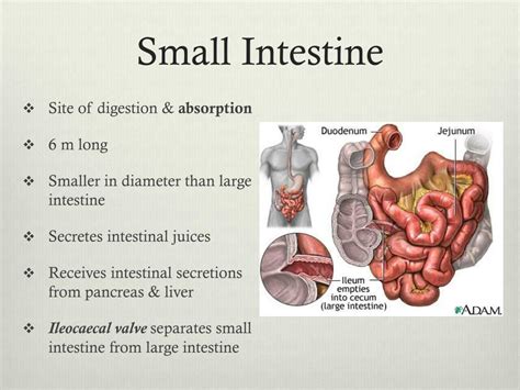 ppt digestive system powerpoint presentation free download id 2028397