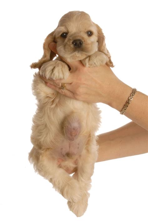 They can range in size and if they're. 5 Types of Hernia Commonly Seen in Dogs | Pets4Homes
