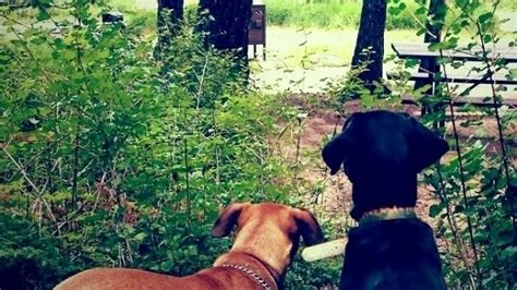 Do national parks allow dogs. Petition · U.S National Park Services, Jonathan B. Jarvis ...