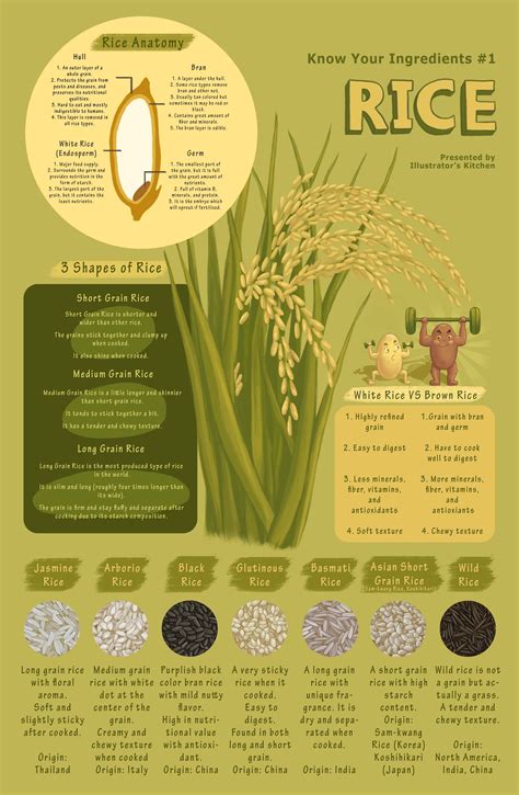 Rice Infographic Poster Infographic Poster Infographic Layout
