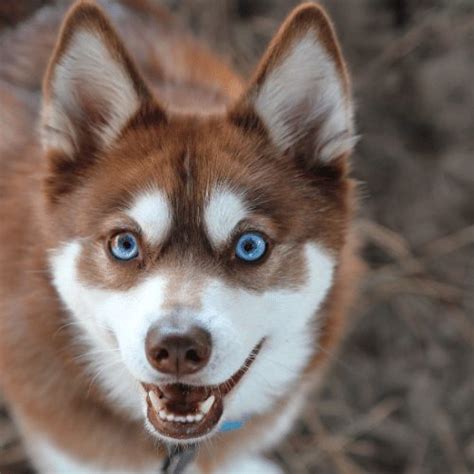 Red Husky Everything You Should Know About The Red Siberian Husky All