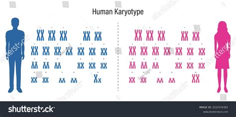 Human Karyotype Autosome Sex Chromosome Male Stock Vector Royalty Free