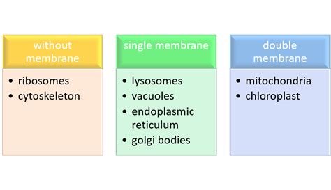 Different Organelles Of Cell And Their Functions The Virtual Notebook