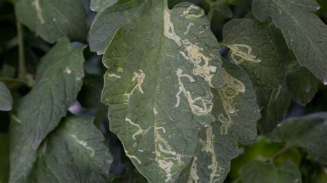 Tomato Plant Leaves Turning White