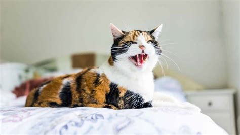 5 Reasons Why Cats Hiss And How To Stop The Behavior