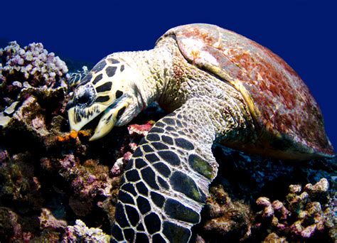 Hawksbill Sea Turtle Floridas Species