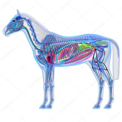 Horse Anatomy Internal Anatomy Of A Horse — Stock Photo © Decade3d
