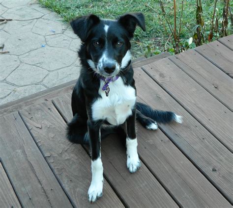Pure bred border collie puppies available. Dog Training Columbus Ohio| Dog Trainers Columbus | Dog ...