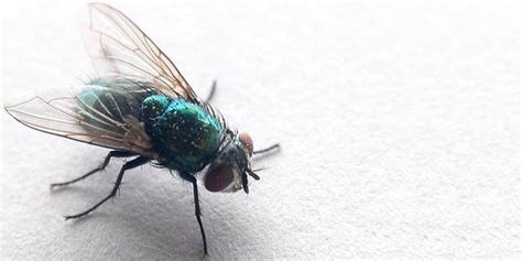 6 Cara Mengusir Lalat Tanpa Menggunakan Bahan Kimia Dijamin Ampuh