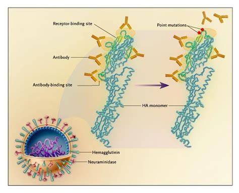 This shift occurs typically when a human flu virus crosses with a flu virus that usually affects animals (such as birds or pigs). Influenza Vaccine — Outmaneuvering Antigenic Shift and ...