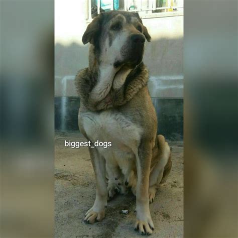 Kurdish Dog Breed Pshdar Dog Assyrian Shepherd Dog Forum
