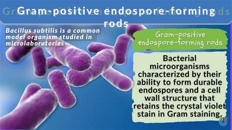 Gram Positive Endospore Forming Rods Definition And Examples Biology