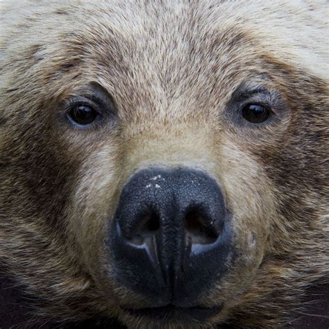 Brown Bear Noses Yahoo Image Search Results Медведь