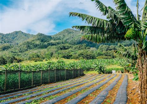 Haf Ag Park At Kunia Hawaii Agricultural Foundation