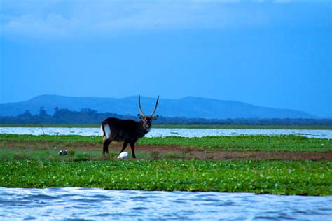 9 Days Karibu Kenya Wildlife Adventure Gazelle Safaris Africa