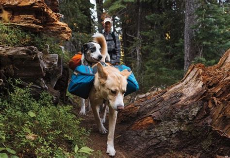 Backpacking With Dogs How To Do It Properly