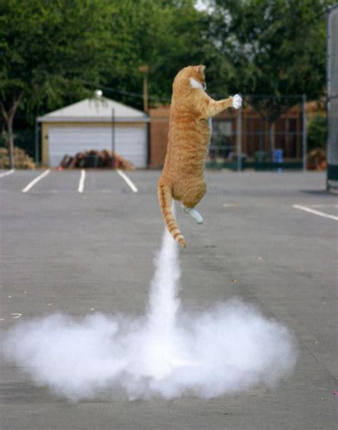 Perfectly Timed Cat Photos Barnorama